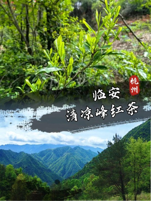 查查配配资 一个月卖出2000斤！沉寂40余年的荒山，长出了致富茶